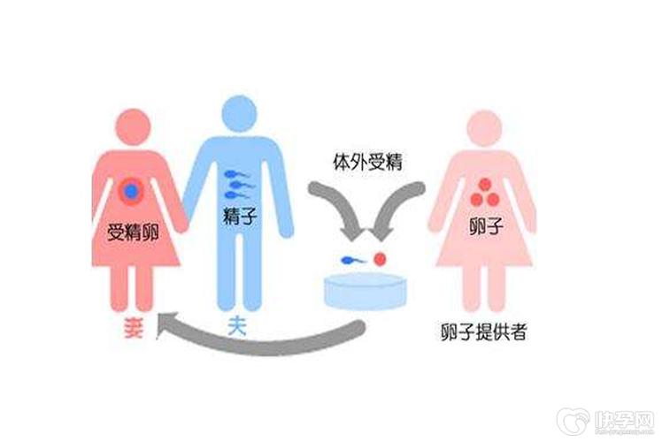 供卵是什么_供卵是什么?解读供卵的概念与过程