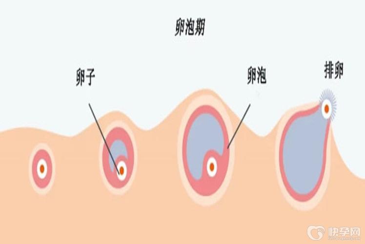 供卵的成功率有多大(供卵成功率有多大?)