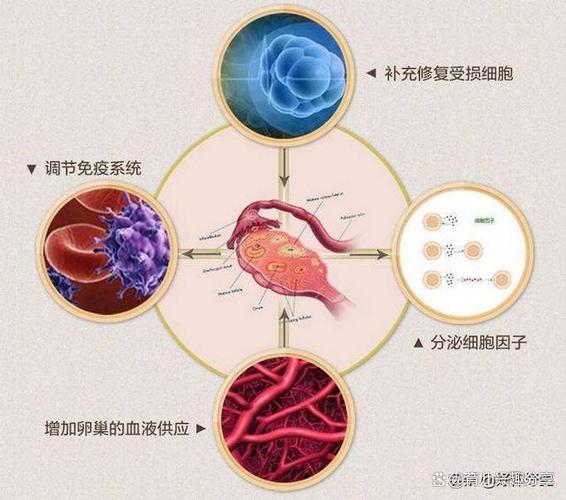 供卵有孕母的基因吗-基因医学:探讨供卵有孕母的基因伦理问题
