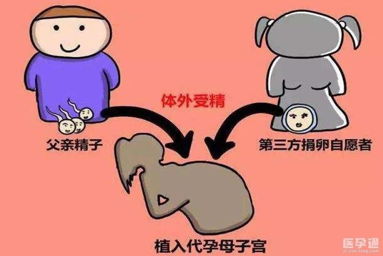 供卵为什么成功率高-供卵成功率高的原因是什么?