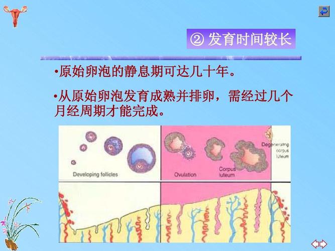 供卵代生【供卵代生:新生命的奇迹”】